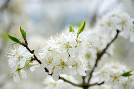 李花