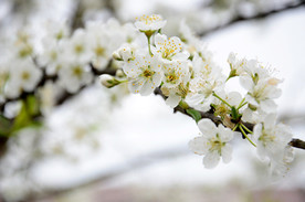 李花