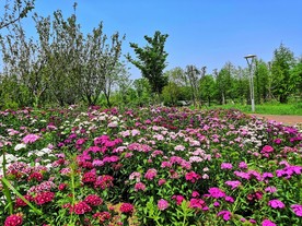 石竹花