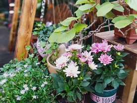 花园花卉