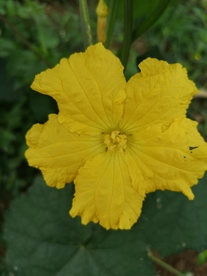 黄花