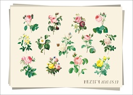 13款玫瑰花彩色稿