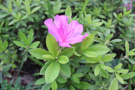 锦绣杜鹃花