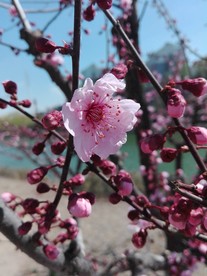 春意