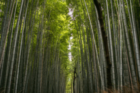 竹林竹子竹叶图片