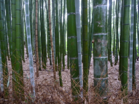竹林竹子竹叶图片