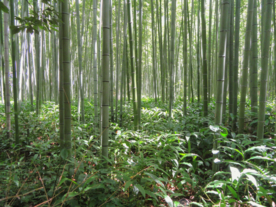 竹林竹子竹叶图片