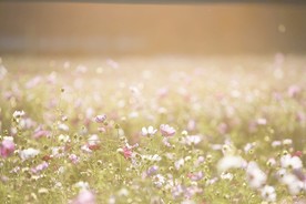 野菊花丛