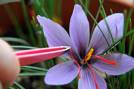 藏红花 花蕊 镊子 伊朗藏红花