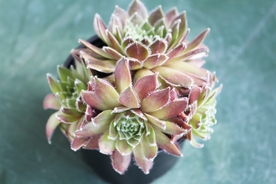绿色植物 多肉植物 多肉