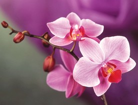 兰花图片