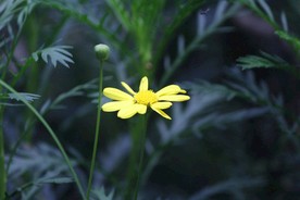 黄金菊