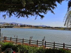 蓝天户外柳树松树河边风景