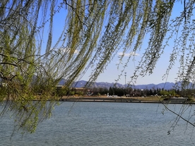 柳树河边户外风景