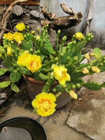 野生盆栽黄色仙人掌花朵整棵