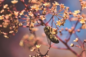 花朵上的蜜蜂