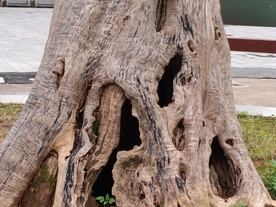 枯树