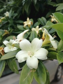 灰莉 非洲茉莉