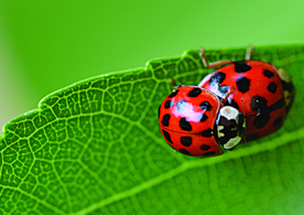 瓢虫七星瓢虫图片