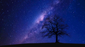 星空下的树木
