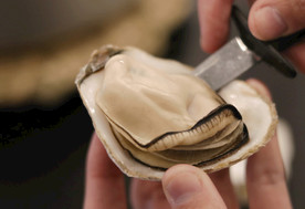 开生蚝清蒸高压锅生蚝