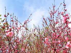 春暖花开