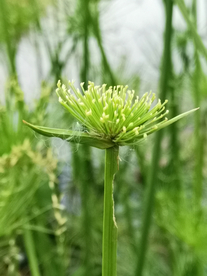春天 嫩芽