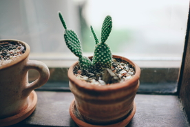 仙人掌仙人掌花图片