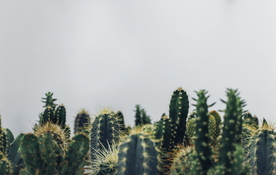 仙人掌仙人掌花图片