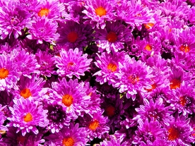 紫色菊花
