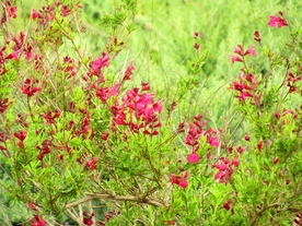 锦带花