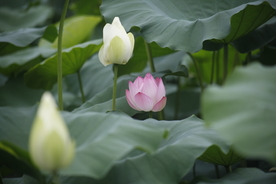 荷花 荷塘