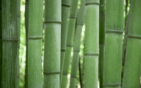 高清特写竹子