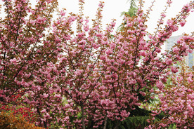 樱花树