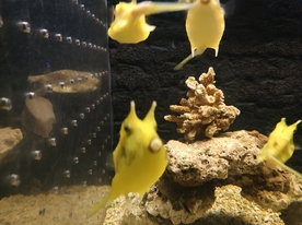 海洋生物 海洋馆 角箱鲀