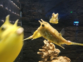 海洋生物 海洋馆 角箱鲀