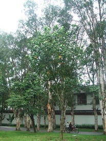 高红槿植株全貌