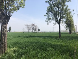 小麦地