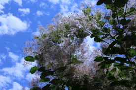 黄栌花