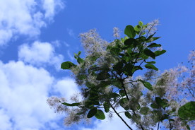 黄栌花