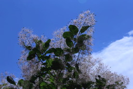 黄栌花