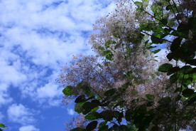 黄栌花