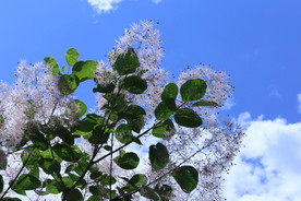黄栌花