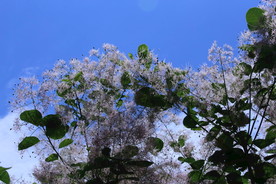 黄栌花