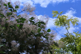 黄栌花