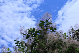 黄栌花
