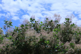 黄栌花