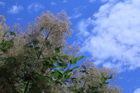 黄栌花