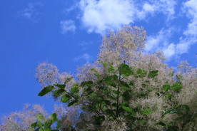 黄栌花