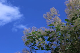 黄栌花